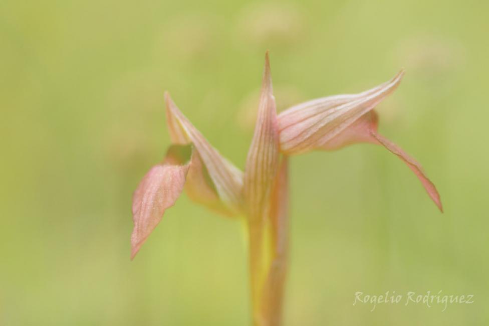 Imagen 29 de la galería de Orquideas